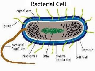 Bacillus Rugosus Bacterial morphology | PPTX