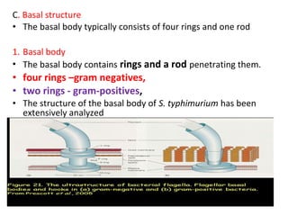 Bacteria | PPT