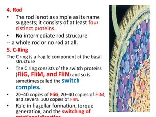 Bacteria | PPT