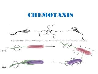 Bacteria | PPT