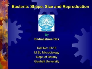 Bacteria: Shape, Size and Reproduction
By
Padmashree Das
Roll No: 01/16
M.Sc Microbiology
Dept. of Botany
Gauhati University
 