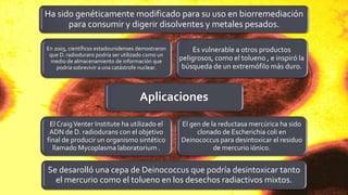 APLICACIONES
Ha sido genéticamente modificado para su uso en biorremediación
para consumir y digerir disolventes y metales pesados.
Es vulnerable a otros productos
peligrosos, como el tolueno , e inspiró la
búsqueda de un extremófilo más duro.
El gen de la reductasa mercúrica ha sido
clonado de Escherichia coli en
Deinococcus para desintoxicar el residuo
de mercurio iónico.
Se desarolló una cepa de Deinococcus que podría desintoxicar tanto
el mercurio como el tolueno en los desechos radiactivos mixtos.
El CraigVenter Institute ha utilizado el
ADN de D. radiodurans con el objetivo
final de producir un organismo sintético
llamado Mycoplasma laboratorium .
En 2003, científicos estadounidenses demostraron
que D. radiodurans podría ser utilizado como un
medio de almacenamiento de información que
podría sobrevivir a una catástrofe nuclear.
 
