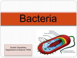 Suresh Chaudhary
Department of Science THSS
Bacteria
 