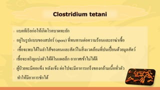 › แบคทีเรียก่อให้เกิดโรคบาดทะยัก
› อยู่ในรูปแบบของสปอร์ (spore) ที่ทนทานต่อความร้อนและยาฆ่าเชื้อ
› เชื้อจะพบได้ในลาไส้ของคนและสัตว์ในสิ่งแวดล้อมที่ปนเปื้อนด้วยมูลสัตว์
› เชื้อจะเจริญแบ่งตัวได้ดีในแผลลึก อากาศเข้าไม่ได้ดี
› ผู้ป่วยจะมีคอแข็ง หลังแข็ง ต่อไปจะมีอาการเกร็งของกล้ามเนื้อทั่วตัว
ทาให้มีอาการชักได้
 