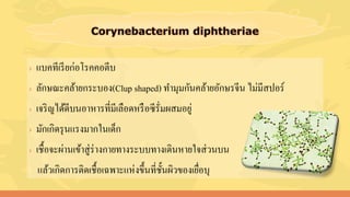 › แบคทีเรียก่อโรคคอตีบ
› ลักษณะคล้ายกระบอง(Clup shaped) ทามุมกันคล้ายอักษรจีน ไม่มีสปอร์
› เจริญได้ดีบนอาหารที่มีเลือดหรือซีรั่มผสมอยู่
› มักเกิดรุนแรงมากในเด็ก
› เชื้อจะผ่านเข้าสู่ร่างกายทางระบบทางเดินหายใจส่วนบน
แล้วเกิดการติดเชื้อเฉพาะแห่งขึ้นที่ชั้นผิวของเยื่อบุ
 