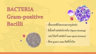 › เชื้อแบคทีเรียแกรมบวกรูปแท่ง
› มีทั้งสร้างสปอร์ภายใน (Spore-forming)
และไม่สร้างสปอร์ (non-spore-formers)
› ย้อม gram's stain ติดสีน้าเงิน
 