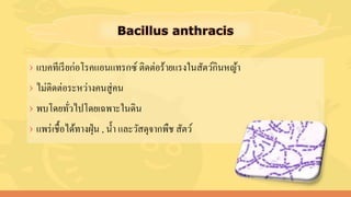 › แบคทีเรียก่อโรคแอนแทรกซ์ ติดต่อร้ายแรงในสัตว์กินหญ้า
› ไม่ติดต่อระหว่างคนสู่คน
› พบโดยทั่วไปโดยเฉพาะในดิน
› แพร่เชื้อได้ทางฝุ่น , น้า และวัสดุจากพืช สัตว์
 