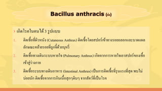 › เกิดโรคในคนได้3 รูปแบบ
1. ติดเชื้อที่ผิวหนัง (Cutaneous Anthrax) ติดเชื้อโดยสปอร์เข้าทางรอยถลอกและบาดแผล
ลักษณะคล้ายรอยที่ถูกจี้ด้วยบุหรี่
2. ติดเชื้อทางเดินระบบหายใจ (Pulmonary Anthrax) เกิดจากการหายใจเอาสปอร์ของเชื้อ
เข้าสู่ร่างกาย
3. ติดเชื้อระบบทางเดินอาหาร (Intestinal Anthrax) เป็นการติดเชื้อที่รุนแรงที่สุด พบไม่
บ่อยนัก ติดเชื้อจากการกินเนื้อสุกๆดิบๆ จากสัตว์ที่เป็นโรค
 