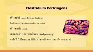 › สร้างสปอร์ (spore forming bacteria)
› ไม่ต้องการอากาศ (anaerobic bacteria)
› สร้างสารพิษ (toxin)
› แบคทีเรียก่อโรคอาหารเป็นพิษ (food poisoning)
› พบได้ทั่วไปในธรรมชาติ ดิน น้า ทางเดินอาหารของสัตว์และมนุษย์
 