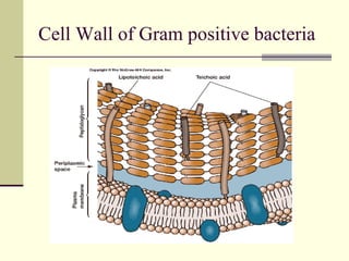 Structure Bacteries Morphology and Structure of Bacteria | PPT