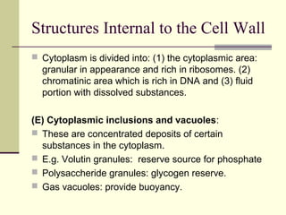 Morphology and Structure of Bacteria | PPT