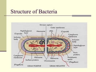 Morphology and Structure of Bacteria | PPT