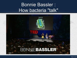 Bonnie Bassler :
How bacteria "talk"

 