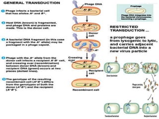 bacteria-200515105516.pdf