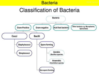 Bacteria | PPTX