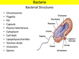 Capsule or Slime Layer
• Glycocalyx - Polysaccharide on external
surface
• Adhere bacteria to surface
– S. mutans and enam...