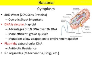 Chapter 4
Lipopolysaccharide (LPS)
• Endotoxin or Pyrogen
– Fever causing
– Toxin nomenclature
• Endo- part of bacteria
• ...