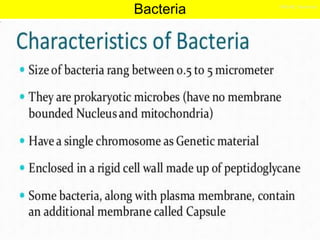 Bacteria
 