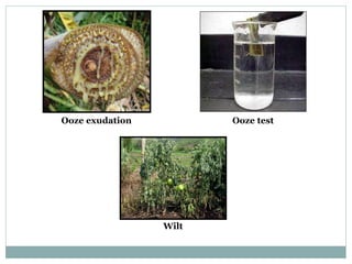 Ooze exudation Ooze test
Wilt
 