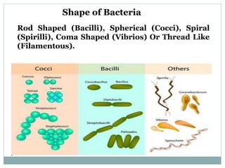 Shape of Bacteria
Rod Shaped (Bacilli), Spherical (Cocci), Spiral
(Spirilli), Coma Shaped (Vibrios) Or Thread Like
(Filamentous).
 