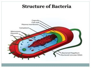 Structure of Bacteria
 