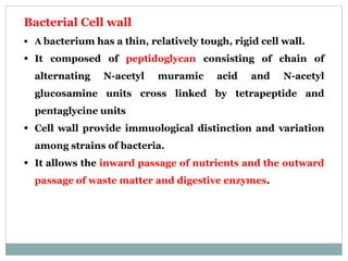 Bacterial Cell wall
 A bacterium has a thin, relatively tough, rigid cell wall.
 It composed of peptidoglycan consisting of chain of
alternating N-acetyl muramic acid and N-acetyl
glucosamine units cross linked by tetrapeptide and
pentaglycine units
 Cell wall provide immuological distinction and variation
among strains of bacteria.
 It allows the inward passage of nutrients and the outward
passage of waste matter and digestive enzymes.
 