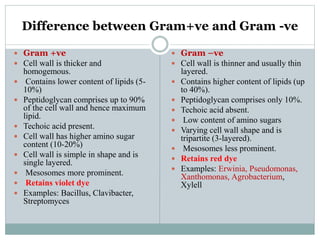 Difference between Gram+ve and Gram -ve
 Gram +ve
 Cell wall is thicker and
homogemous.
 Contains lower content of lipids (5-
10%)
 Peptidoglycan comprises up to 90%
of the cell wall and hence maximum
lipid.
 Techoic acid present.
 Cell wall has higher amino sugar
content (10-20%)
 Cell wall is simple in shape and is
single layered.
 Mesosomes more prominent.
 Retains violet dye
 Examples: Bacillus, Clavibacter,
Streptomyces
 Gram –ve
 Cell wall is thinner and usually thin
layered.
 Contains higher content of lipids (up
to 40%).
 Peptidoglycan comprises only 10%.
 Techoic acid absent.
 Low content of amino sugars
 Varying cell wall shape and is
tripartite (3-layered).
 Mesosomes less prominent.
 Retains red dye
 Examples: Erwinia, Pseudomonas,
Xanthomonas, Agrobacterium,
Xylell
 