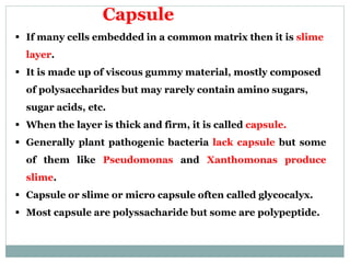 Capsule
 If many cells embedded in a common matrix then it is slime
layer.
 It is made up of viscous gummy material, mostly composed
of polysaccharides but may rarely contain amino sugars,
sugar acids, etc.
 When the layer is thick and firm, it is called capsule.
 Generally plant pathogenic bacteria lack capsule but some
of them like Pseudomonas and Xanthomonas produce
slime.
 Capsule or slime or micro capsule often called glycocalyx.
 Most capsule are polyssacharide but some are polypeptide.
 