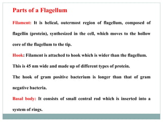 Parts of a Flagellum
Filament: It is helical, outermost region of flagellum, composed of
flagellin (protein), synthesized in the cell, which moves to the hollow
core of the flagellum to the tip.
Hook: Filament is attached to hook which is wider than the flagellum.
This is 45 nm wide and made up of different types of protein.
The hook of gram positive bacterium is longer than that of gram
negative bacteria.
Basal body: It consists of small central rod which is inserted into a
system of rings.
 