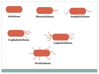 Atrichous Monotrichous Amphitrichous
Peritrichous
Lophotrichous
Cephalotrichous
 