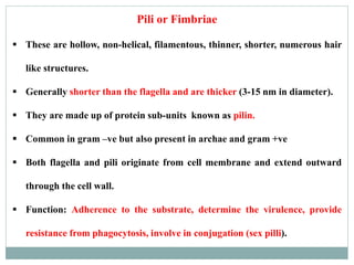 Pili or Fimbriae
 These are hollow, non-helical, filamentous, thinner, shorter, numerous hair
like structures.
 Generally shorter than the flagella and are thicker (3-15 nm in diameter).
 They are made up of protein sub-units known as pilin.
 Common in gram –ve but also present in archae and gram +ve
 Both flagella and pili originate from cell membrane and extend outward
through the cell wall.
 Function: Adherence to the substrate, determine the virulence, provide
resistance from phagocytosis, involve in conjugation (sex pilli).
 