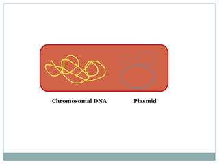 Plasmid
Chromosomal DNA
 