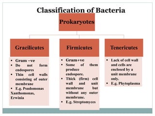 Prokaryotes
Gracilicutes Firmicutes Tenericutes
Classification of Bacteria
 Gram –ve
 Do not form
endospores
 Thin cell walls
consisting of outer
membrane
 E.g. Psudomonas
Xanthomonas,
Erwinia
 Gram+ve
 Some of them
produce
endospore.
 Thick (firm) cell
wall and unit
membrane but
without any outer
membrane.
 E.g. Streptomyces
 Lack of cell wall
and cells are
enclosed by a
unit membrane
only.
 E.g. Phytoplasma
 