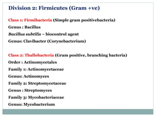 Division 2: Firmicutes (Gram +ve)
Class 1: Firmibacteria (Simple gram positivebacteria)
Genus : Bacillus
Bacillus subtilis – biocontrol agent
Genus: Clavibacter (Corynebacterium)
Class 2: Thallobacteria (Gram positive, branching bacteria)
Order : Actinomycetales
Family 1: Actinomycetaceae
Genus: Actinomyces
Family 2: Streptomycetaceae
Genus : Streptomyces
Family 3: Mycobacteriaceae
Genus: Mycobacterium
 