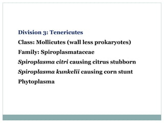 Division 3: Tenericutes
Class: Mollicutes (wall less prokaryotes)
Family: Spiroplasmataceae
Spiroplasma citri causing citrus stubborn
Spiroplasma kunkelii causing corn stunt
Phytoplasma
 