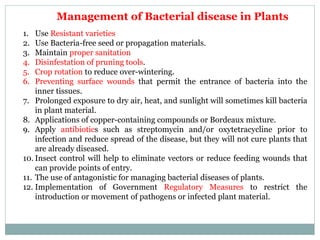 1. Use Resistant varieties
2. Use Bacteria-free seed or propagation materials.
3. Maintain proper sanitation
4. Disinfestation of pruning tools.
5. Crop rotation to reduce over-wintering.
6. Preventing surface wounds that permit the entrance of bacteria into the
inner tissues.
7. Prolonged exposure to dry air, heat, and sunlight will sometimes kill bacteria
in plant material.
8. Applications of copper-containing compounds or Bordeaux mixture.
9. Apply antibiotics such as streptomycin and/or oxytetracycline prior to
infection and reduce spread of the disease, but they will not cure plants that
are already diseased.
10. Insect control will help to eliminate vectors or reduce feeding wounds that
can provide points of entry.
11. The use of antagonistic for managing bacterial diseases of plants.
12. Implementation of Government Regulatory Measures to restrict the
introduction or movement of pathogens or infected plant material.
Management of Bacterial disease in Plants
 