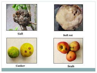 Gall
Soft rot
Canker Scab
 