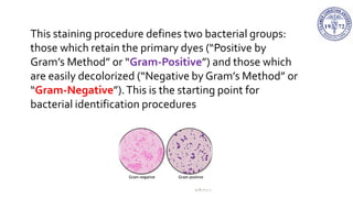 This staining procedure defines two bacterial groups:
those which retain the primary dyes (“Positive by
Gram’s Method” or “Gram-Positive”) and those which
are easily decolorized (“Negative by Gram’s Method” or
“Gram-Negative”).This is the starting point for
bacterial identification procedures
 