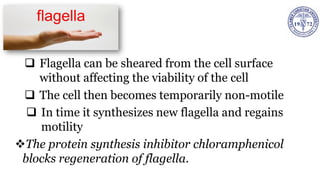 ❑ Flagella can be sheared from the cell surface
without affecting the viability of the cell
❑ The cell then becomes temporarily non-motile
❑ In time it synthesizes new flagella and regains
motility
❖The protein synthesis inhibitor chloramphenicol
blocks regeneration of flagella.
 
