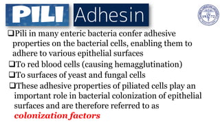 ❑Pili in many enteric bacteria confer adhesive
properties on the bacterial cells, enabling them to
adhere to various epithelial surfaces
❑To red blood cells (causing hemagglutination)
❑To surfaces of yeast and fungal cells
❑These adhesive properties of piliated cells play an
important role in bacterial colonization of epithelial
surfaces and are therefore referred to as
colonization factors
 