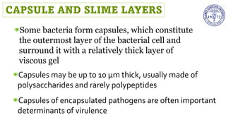 Some bacteria form capsules, which constitute
the outermost layer of the bacterial cell and
surround it with a relatively thick layer of
viscous gel
Capsules may be up to 10 µm thick, usually made of
polysaccharides and rarely polypeptides
Capsules of encapsulated pathogens are often important
determinants of virulence
 