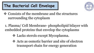 ❖ Consists of the membrane and the structures
surrounding the cytoplasm
1. Plasma/ Cell Membrane- phospholipid bilayer with
embedded proteins that envelop the cytoplasms
❖ Lacks sterols except Mycoplasma.
❖ Acts as osmotic barrier and site of electron
trasnsport chain for energy generation
 