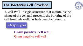 2. Cell Wall - a rigid structure that maintains the
shape of the cell and prevents the bursting of the
cell from intracellular high osmotic pressure.
Gram positive cell wall
Gram negative cell wall
 