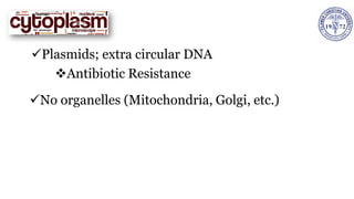 ✓Plasmids; extra circular DNA
❖Antibiotic Resistance
✓No organelles (Mitochondria, Golgi, etc.)
 