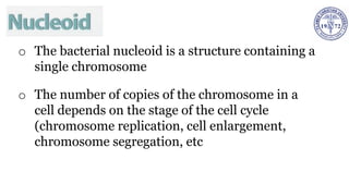 o The bacterial nucleoid is a structure containing a
single chromosome
o The number of copies of the chromosome in a
cell depends on the stage of the cell cycle
(chromosome replication, cell enlargement,
chromosome segregation, etc
 