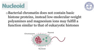 oBacterial chromatin does not contain basic
histone proteins, instead low-molecular-weight
polyamines and magnesium ions may fulfill a
function similar to that of eukaryotic histones
 