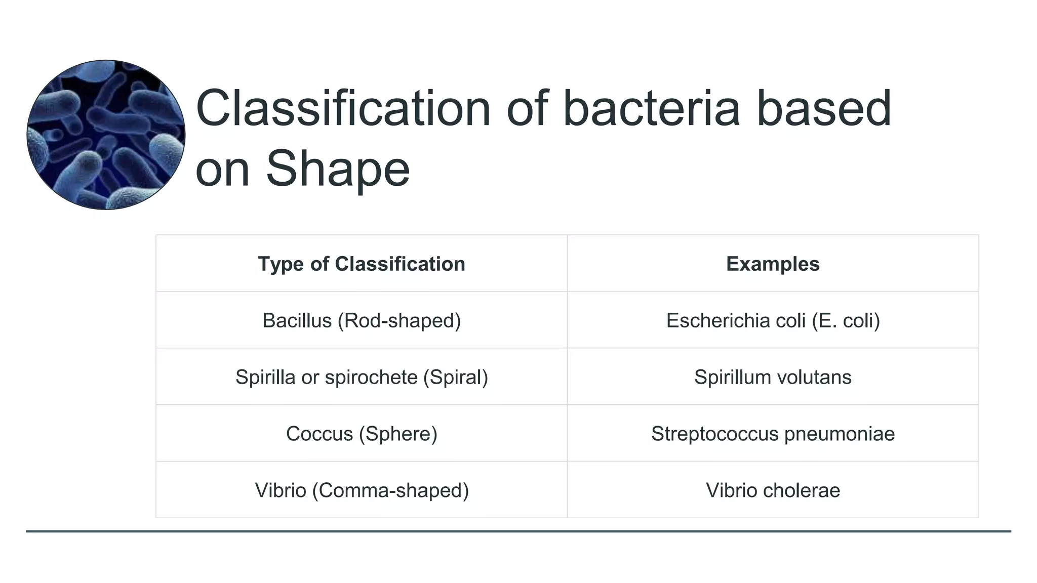 Classification of bacteria based
on Shape
Type of Classification Examples
Bacillus (Rod-shaped) Escherichia coli (E. coli)
Spirilla or spirochete (Spiral) Spirillum volutans
Coccus (Sphere) Streptococcus pneumoniae
Vibrio (Comma-shaped) Vibrio cholerae
 