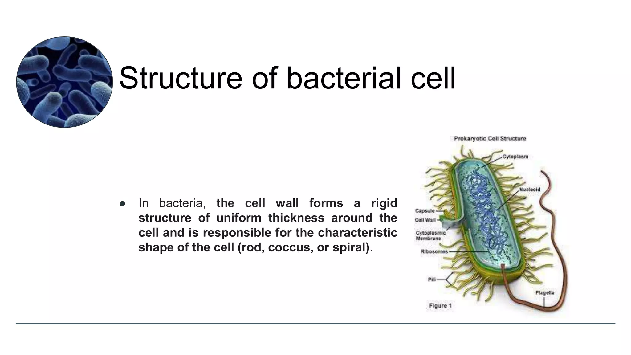 ● In bacteria, the cell wall forms a rigid
structure of uniform thickness around the
cell and is responsible for the characteristic
shape of the cell (rod, coccus, or spiral).
Structure of bacterial cell
 