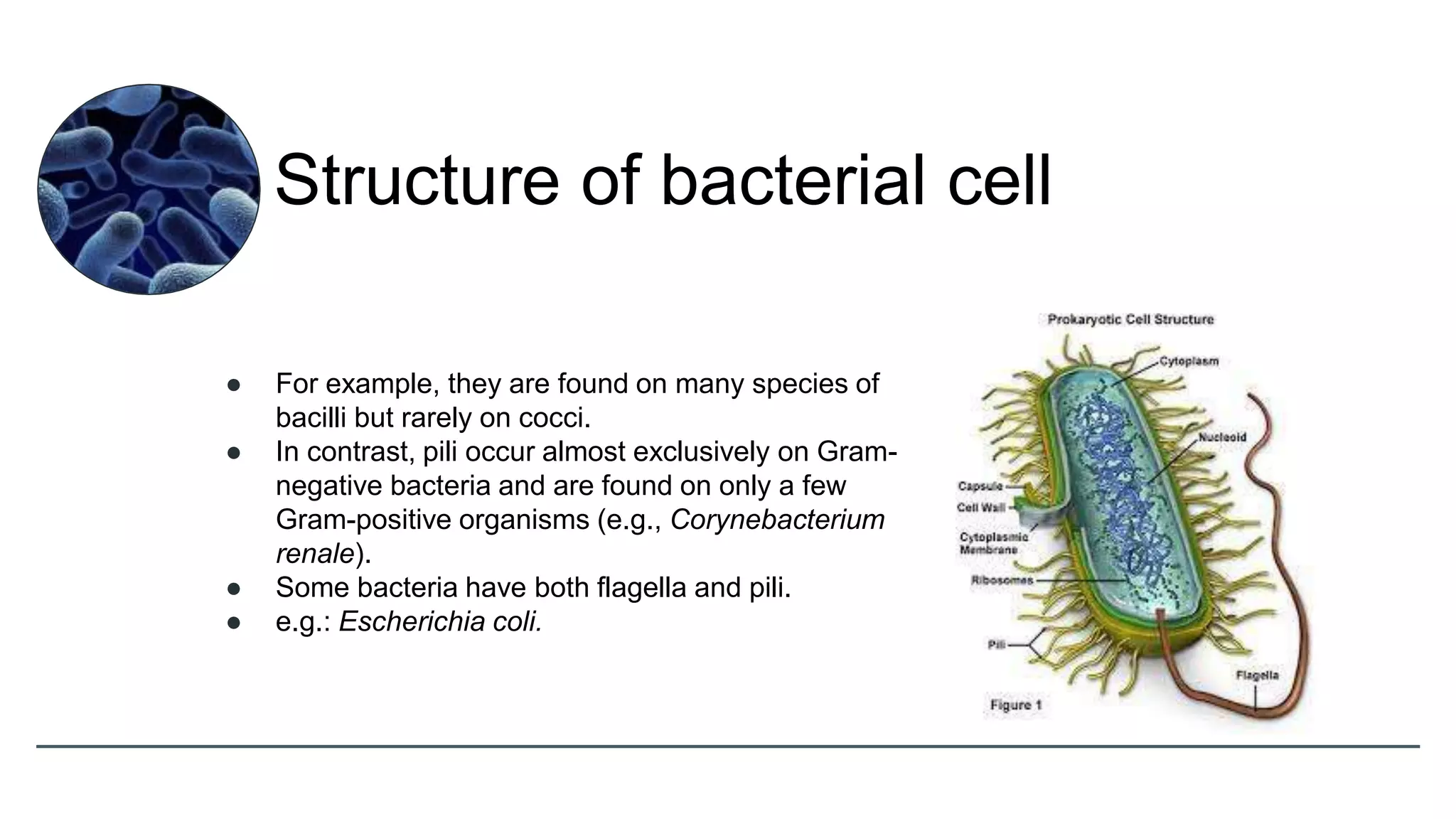 ● For example, they are found on many species of
bacilli but rarely on cocci.
● In contrast, pili occur almost exclusively on Gram-
negative bacteria and are found on only a few
Gram-positive organisms (e.g., Corynebacterium
renale).
● Some bacteria have both flagella and pili.
● e.g.: Escherichia coli.
Structure of bacterial cell
 