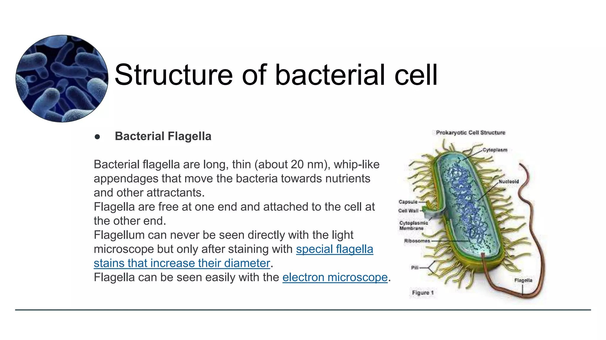 ● Bacterial Flagella
Bacterial flagella are long, thin (about 20 nm), whip-like
appendages that move the bacteria towards nutrients
and other attractants.
Flagella are free at one end and attached to the cell at
the other end.
Flagellum can never be seen directly with the light
microscope but only after staining with special flagella
stains that increase their diameter.
Flagella can be seen easily with the electron microscope.
Structure of bacterial cell
 
